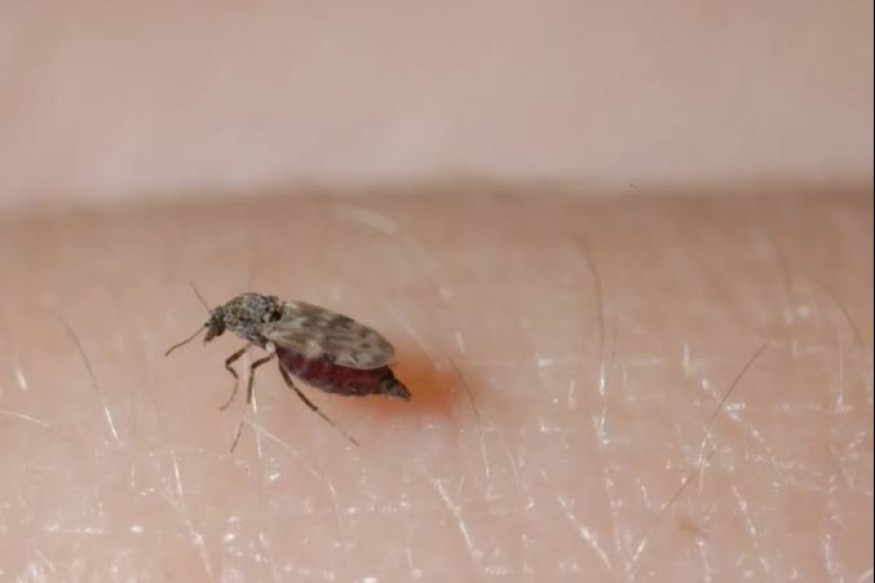 Un virus fait une premiere victime chez l'homme aux hospices civils de Lyon